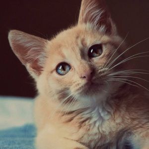 Meet your Posher, Bridget